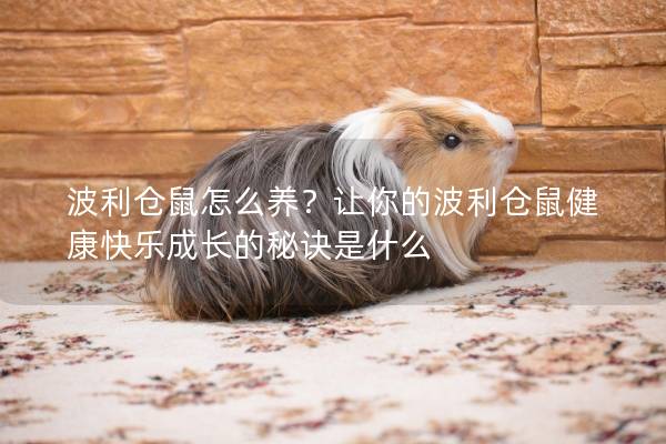 波利仓鼠怎么养？让你的波利仓鼠健康快乐成长的秘诀是什么