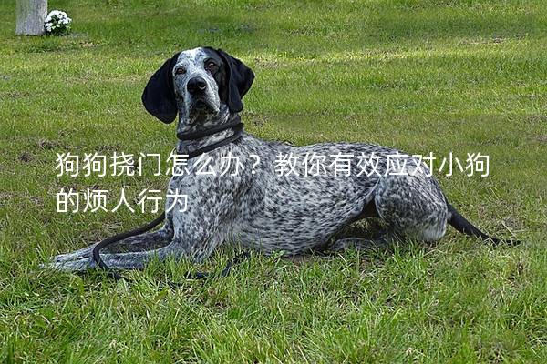 狗狗挠门怎么办？教你有效应对小狗的烦人行为