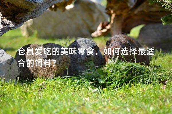仓鼠爱吃的美味零食，如何选择最适合的饲料？
