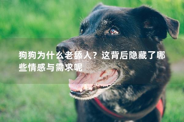狗狗为什么老舔人？这背后隐藏了哪些情感与需求呢