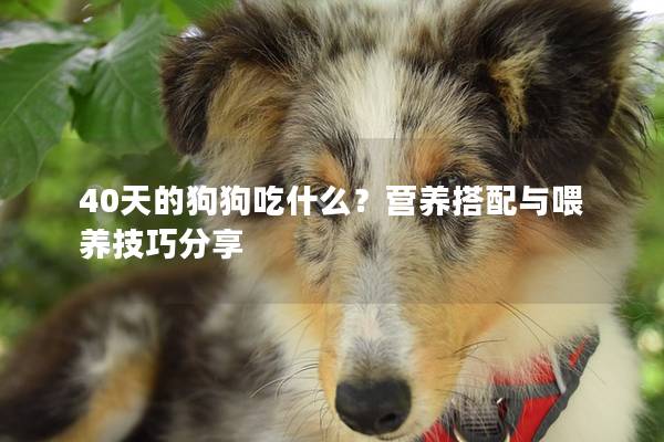 40天的狗狗吃什么？营养搭配与喂养技巧分享
