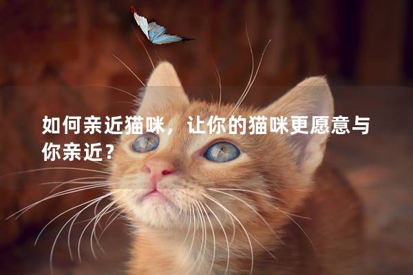 如何亲近猫咪，让你的猫咪更愿意与你亲近？