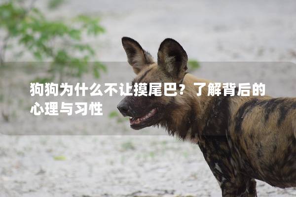 狗狗为什么不让摸尾巴？了解背后的心理与习性