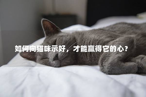 如何向猫咪示好，才能赢得它的心？