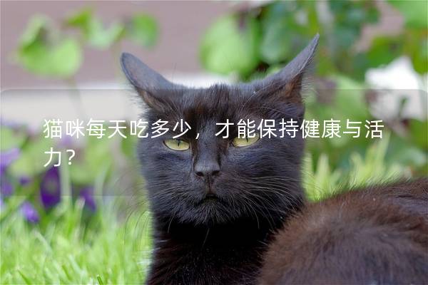 猫咪每天吃多少,才能保持健康与活力? 猫咪每天吃多少,才能保持健康与活力?