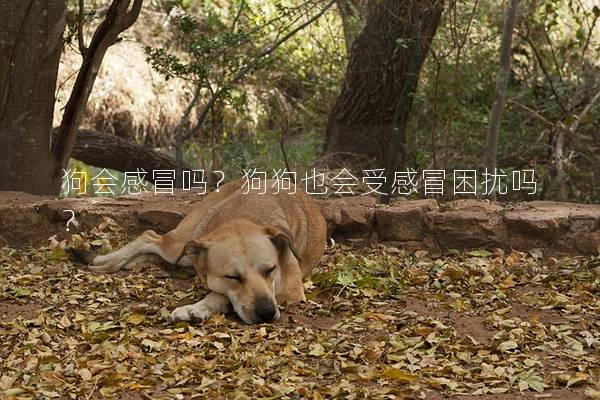 狗会感冒吗?狗狗也会受感冒困扰吗? 狗会感冒吗?狗狗也会受感冒困扰吗?