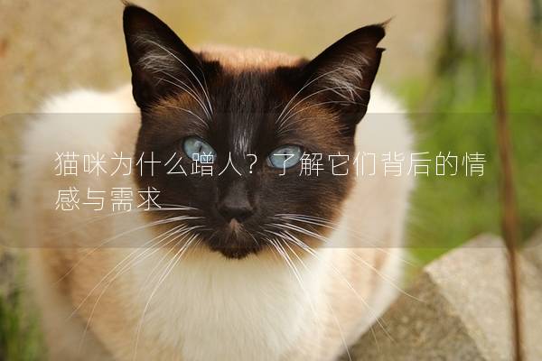 猫咪为什么蹭人？了解它们背后的情感与需求
