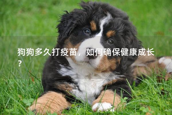 狗狗多久打疫苗,如何确保健康成长? 狗狗多久打疫苗,如何确保健康成长?