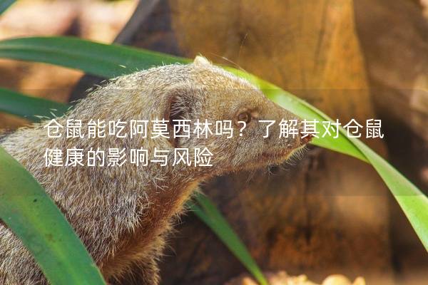 仓鼠能吃阿莫西林吗?了解其对仓鼠健康的影响与风险 仓鼠能吃阿莫西林吗?了解其对仓鼠健康的影响与风险