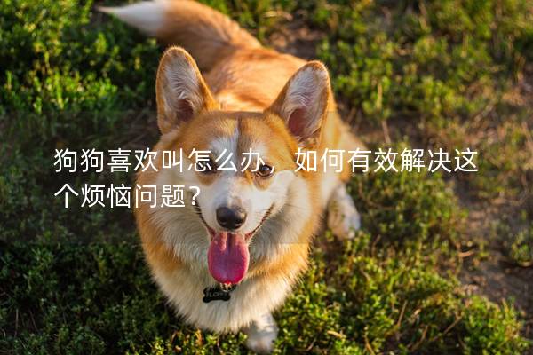 狗狗喜欢叫怎么办，如何有效解决这个烦恼问题？