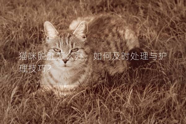 猫咪脱肛怎么办，如何及时处理与护理技巧？