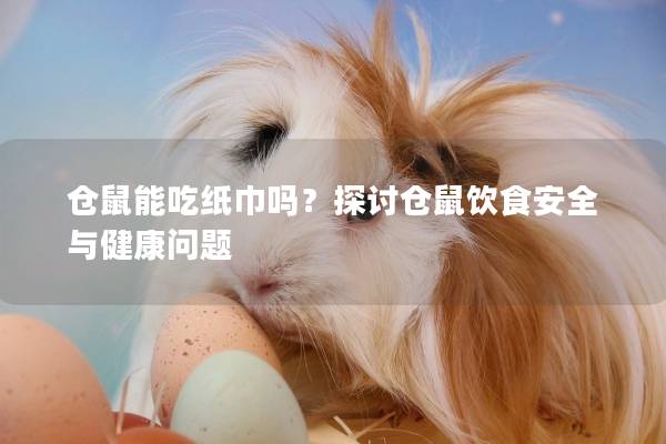 仓鼠能吃纸巾吗？探讨仓鼠饮食安全与健康问题