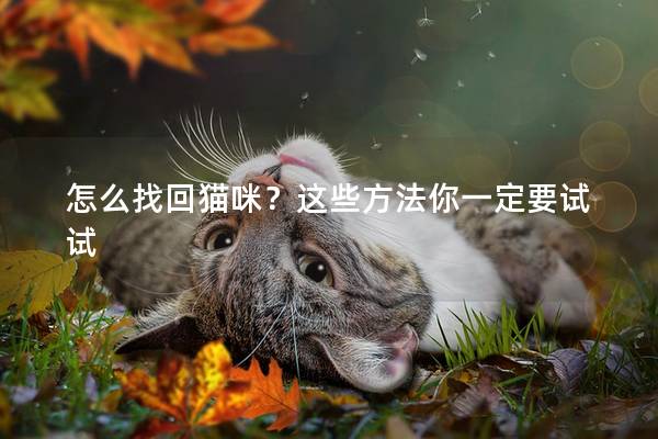 怎么找回猫咪？这些方法你一定要试试