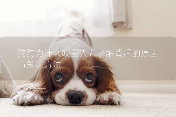 狗狗为什么咬主人？了解背后的原因与解决方法