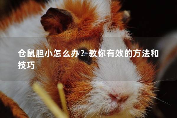 仓鼠胆小怎么办？教你有效的方法和技巧