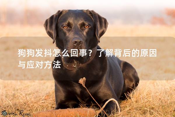 狗狗发抖怎么回事？了解背后的原因与应对方法