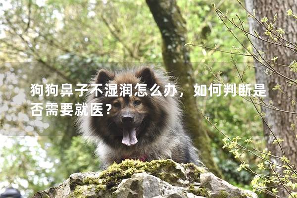 狗狗鼻子不湿润怎么办，如何判断是否需要就医？