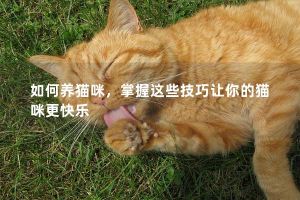 如何养猫咪，掌握这些技巧让你的猫咪更快乐