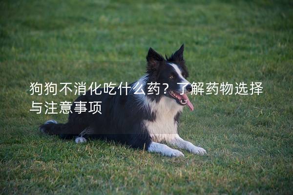 狗狗不消化吃什么药?了解药物选择与注意事项 狗狗不消化吃什么药?了解药物选择与注意事项