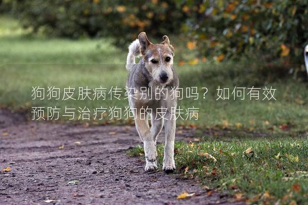 狗狗皮肤病传染别的狗吗?如何有效预防与治疗狗狗的皮肤病 狗狗皮肤病传染别的狗吗?如何有效预防与治疗狗狗的皮肤病