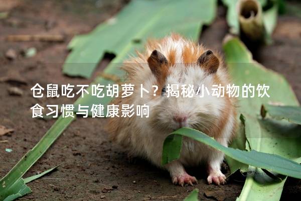 仓鼠吃不吃胡萝卜？揭秘小动物的饮食习惯与健康影响