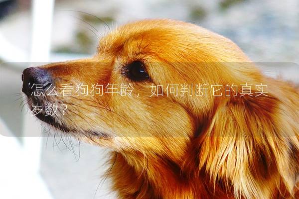怎么看狗狗年龄,如何判断它的真实岁数? 怎么看狗狗年龄,如何判断它的真实岁数?