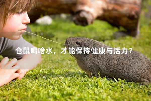 仓鼠喝啥水，才能保持健康与活力？
