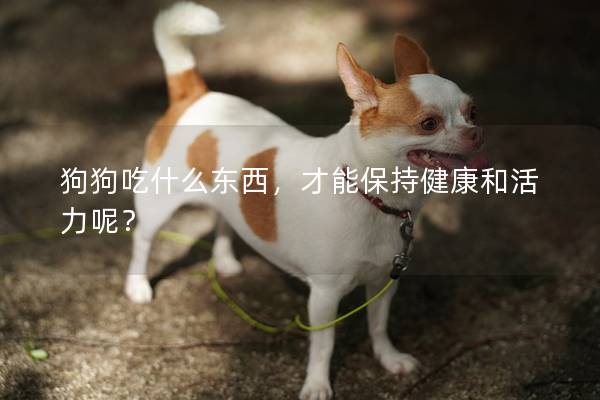 狗狗吃什么东西，才能保持健康和活力呢？
