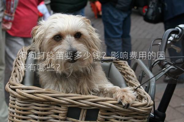 狗狗打疫苗要多少钱？影响费用的因素有哪些？
