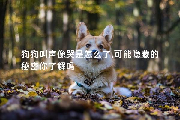 狗狗叫声像哭是怎么了,可能隐藏的秘密你了解吗