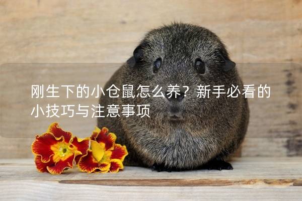 刚生下的小仓鼠怎么养？新手必看的小技巧与注意事项