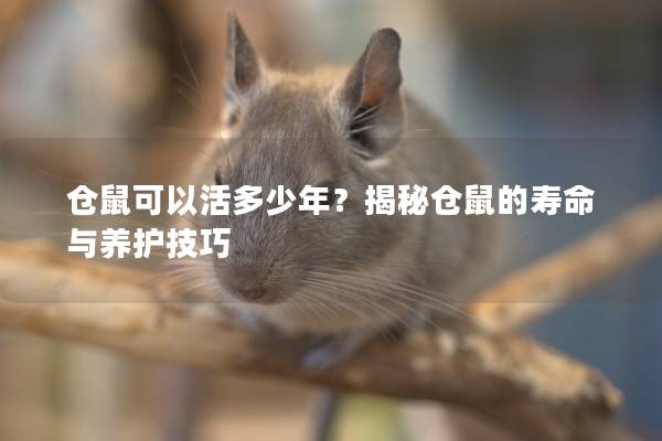 仓鼠可以活多少年？揭秘仓鼠的寿命与养护技巧