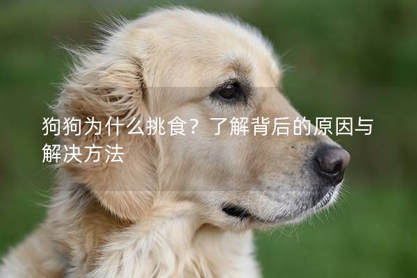 狗狗为什么挑食？了解背后的原因与解决方法