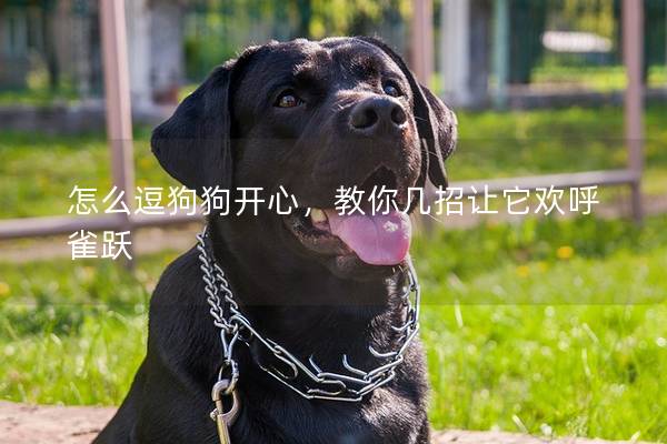 怎么逗狗狗开心，教你几招让它欢呼雀跃