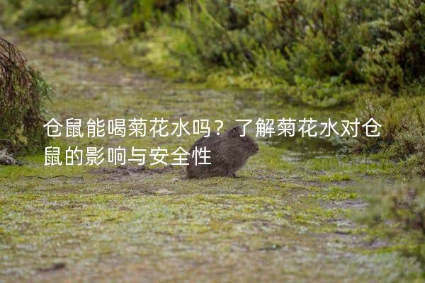 仓鼠能喝菊花水吗？了解菊花水对仓鼠的影响与安全性