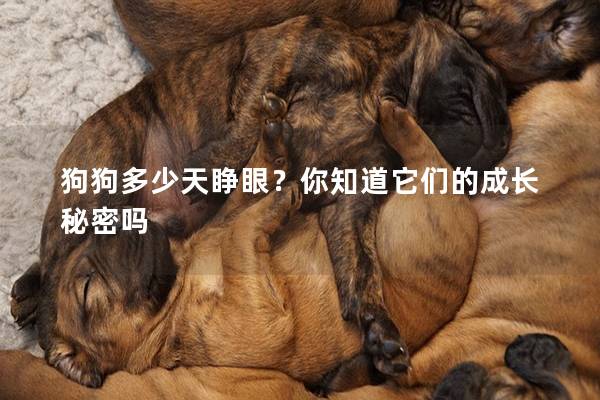 狗狗多少天睁眼?你知道它们的成长秘密吗 狗狗多少天睁眼?你知道它们的成长秘密吗