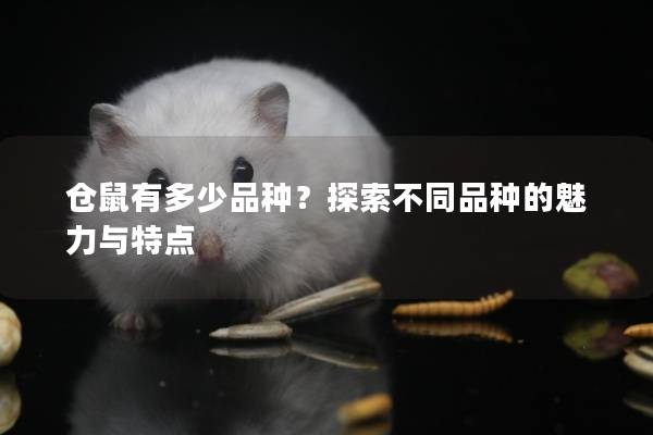仓鼠有多少品种？探索不同品种的魅力与特点