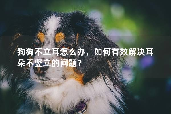 狗狗不立耳怎么办，如何有效解决耳朵不竖立的问题？