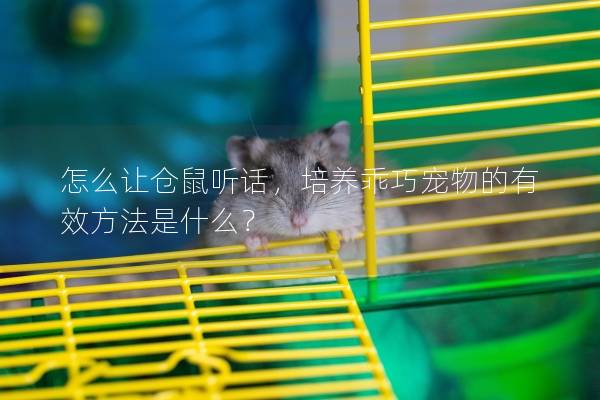 怎么让仓鼠听话，培养乖巧宠物的有效方法是什么？