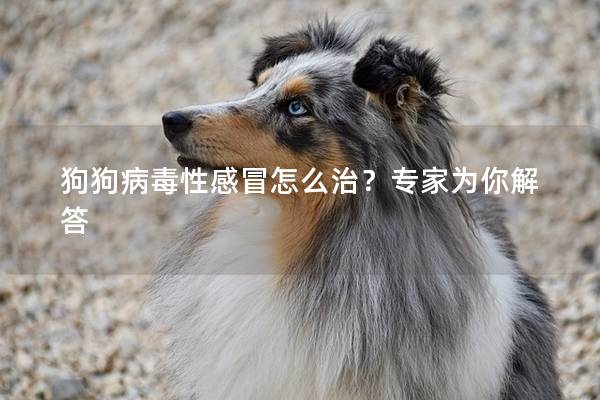狗狗病毒性感冒怎么治?专家为你解答 狗狗病毒性感冒怎么治?专家为你解答