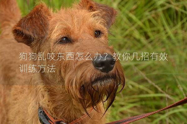 狗狗乱咬东西怎么办？教你几招有效训练方法