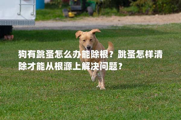 狗有跳蚤怎么办能除根？跳蚤怎样清除才能从根源上解决问题？
