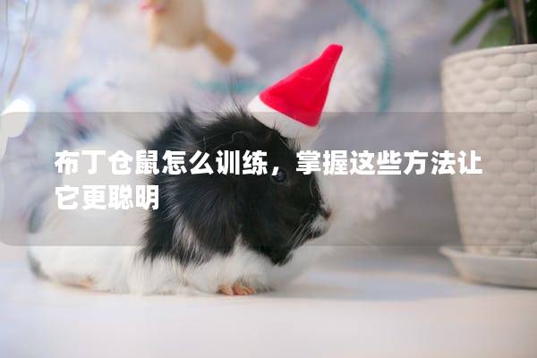布丁仓鼠怎么训练，掌握这些方法让它更聪明