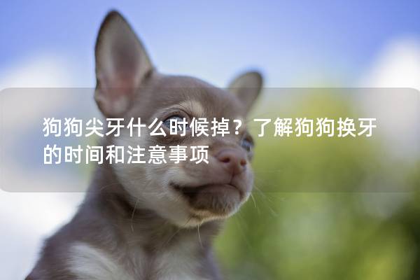 狗狗尖牙什么时候掉？了解狗狗换牙的时间和注意事项