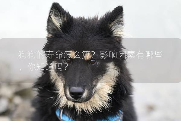 狗狗的寿命怎么算?影响因素有哪些,你知道吗? 狗狗的寿命怎么算?影响因素有哪些,你知道吗?