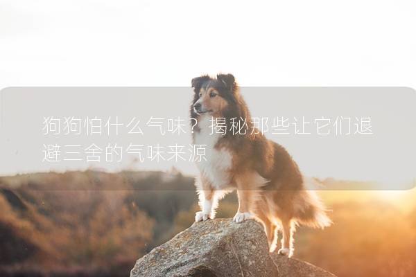 狗狗怕什么气味？揭秘那些让它们退避三舍的气味来源