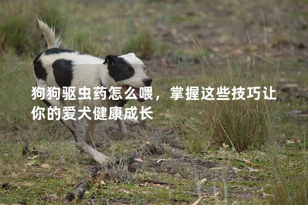 狗狗驱虫药怎么喂，掌握这些技巧让你的爱犬健康成长