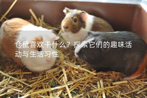 仓鼠喜欢干什么？探索它们的趣味活动与生活习性