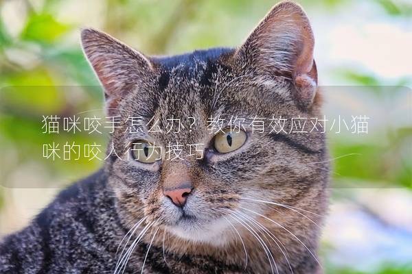 猫咪咬手怎么办？教你有效应对小猫咪的咬人行为技巧