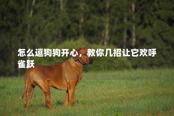 怎么逗狗狗开心，教你几招让它欢呼雀跃